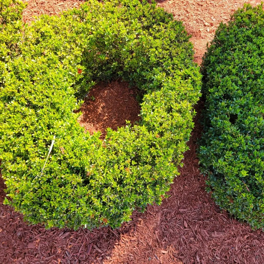 Custom residential landscaping experts serving Valrico, FL - D&V Lawn Services And More