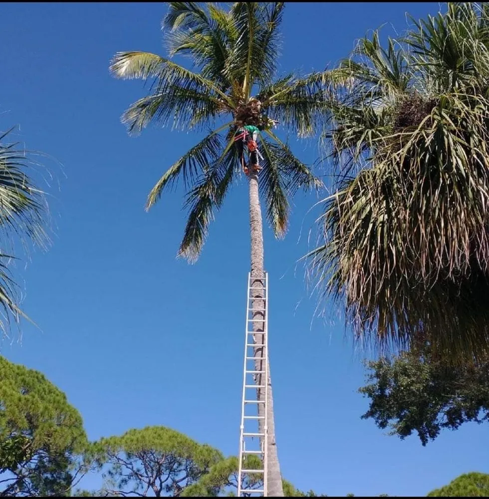 Reliable residential landscaping near you in Saint Petersburg, FL by Dvine Outdoor Works