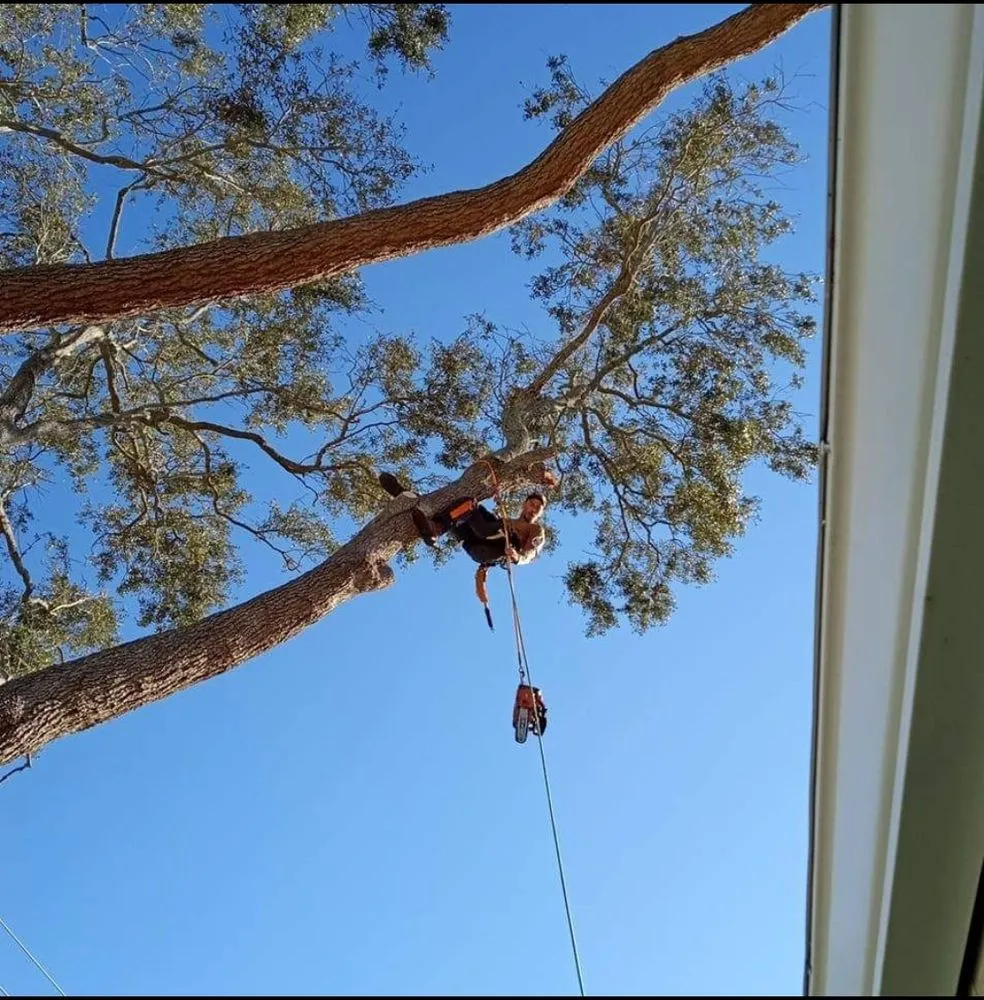 Local lawn mowing service in Saint Petersburg, FL by Dvine Outdoor Works