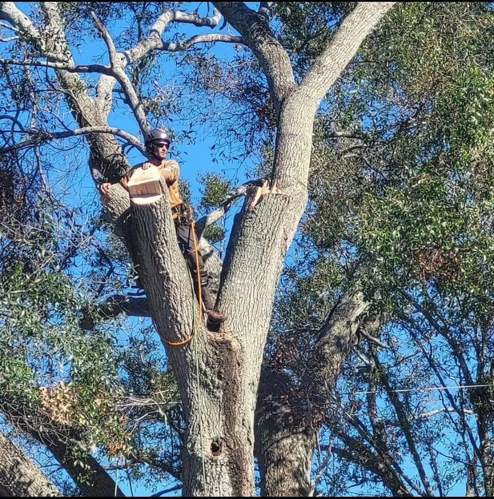 Reliable yard cleanup service in Saint Petersburg, FL by Dvine Outdoor Works