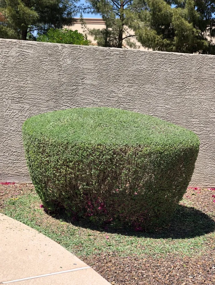 Affordable garden landscaping for residential properties in Surprise, AZ by DVM Landscaping