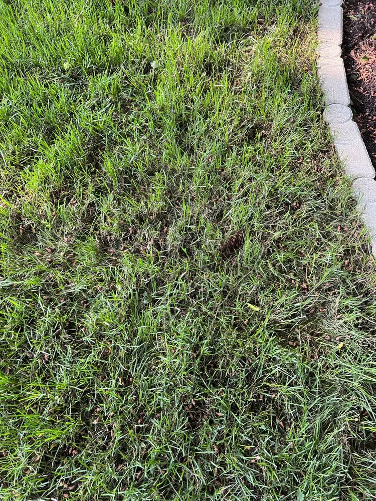 Expert landscaping services in Tacoma, WA by DVO Landscaping