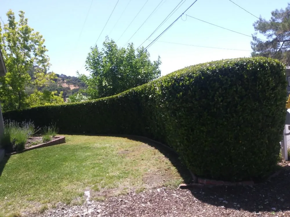 Top-rated lawn care service for residential properties across San Pablo, CA - DVS Landscaping