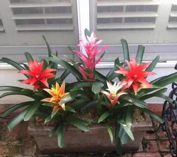 Reliable residential landscaping experts serving Bakersfield, CA - DW Landscaping