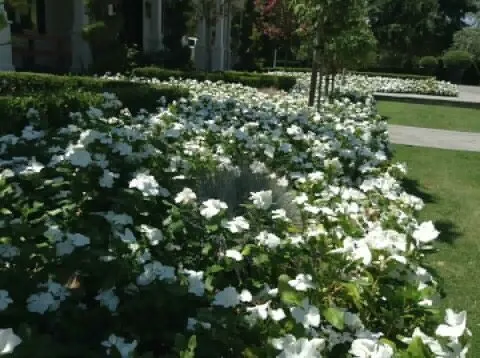 Trusted landscape installation with custom design in Bakersfield, CA by DW Landscaping