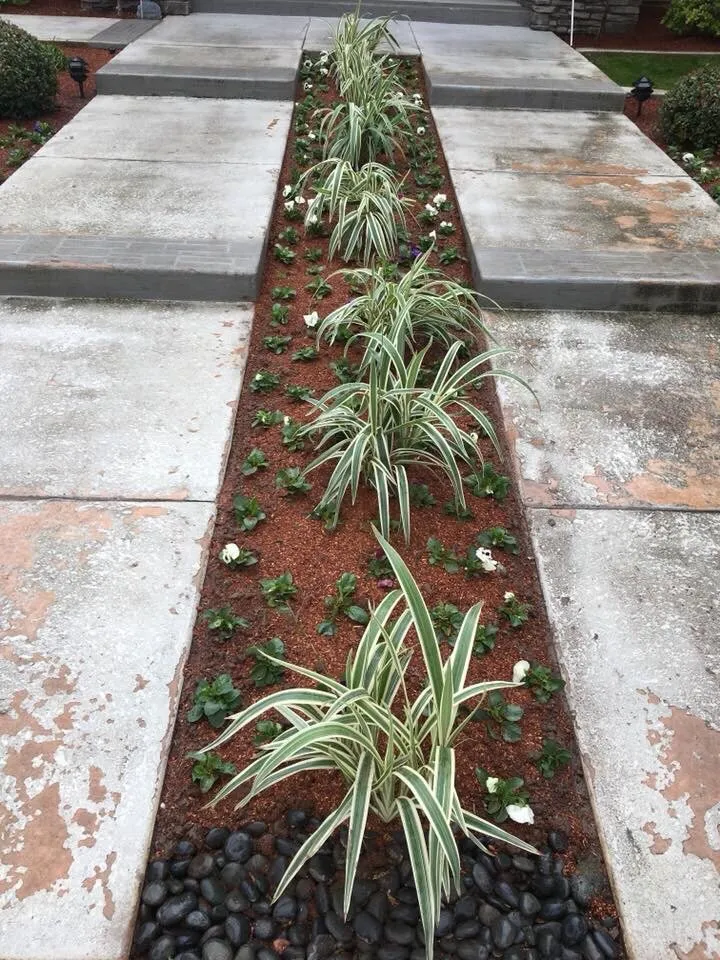 Top-rated yard cleanup service for year-round maintenance across Bakersfield, CA - DW Landscaping