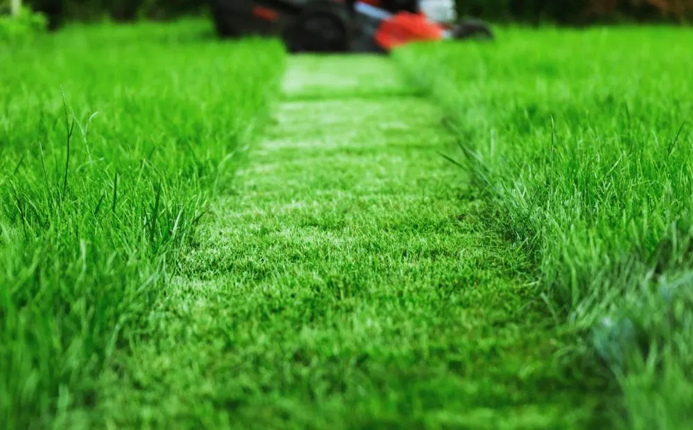 Reliable residential landscaping for year-round maintenance across Navarre, FL - Dw Lawncare