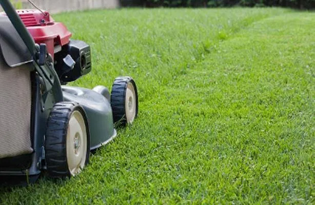 Professional yard cleanup service in Chicago, IL by DW Real Estate Solutions