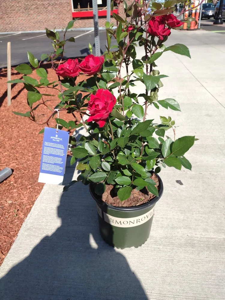 Custom landscape installation near you in Somerville, MA by Dwayne Landscaping Company