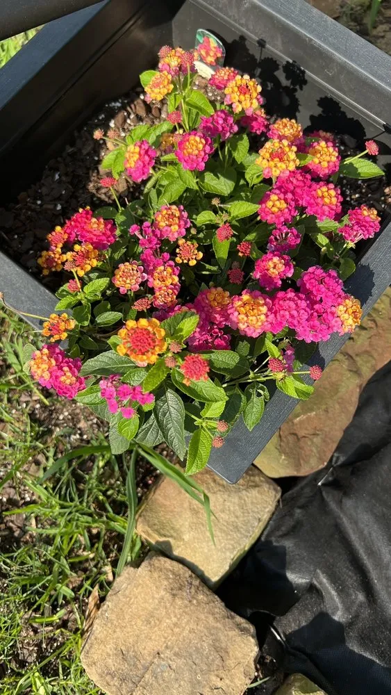 Professional yard cleanup service in Aubrey, TX - Dwayne O'Dell Landscape & Nursery