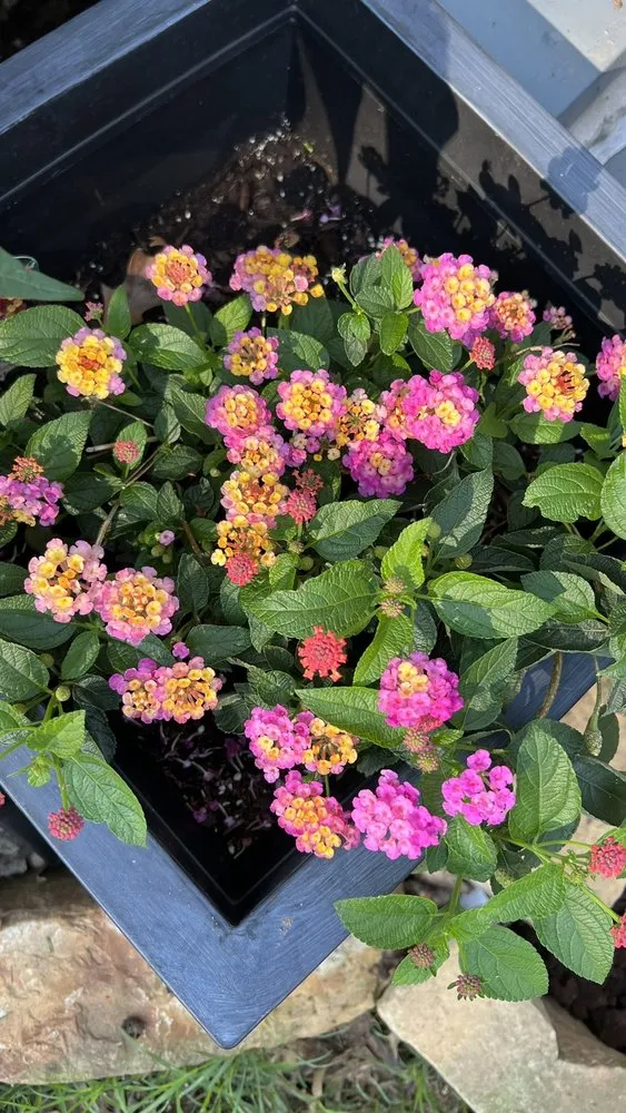 Professional landscape design in Aubrey, TX - Dwayne O'Dell Landscape & Nursery