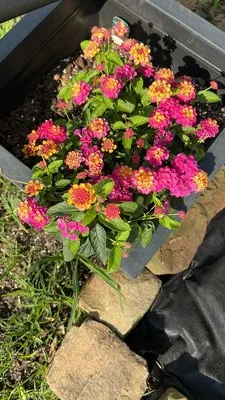 Dwayne O'Dell Landscape & Nursery