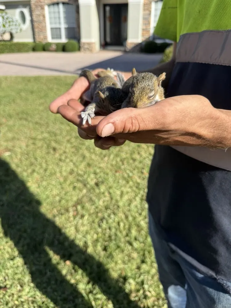 Top-rated yard cleanup service for homes across Minneola, FL - DWC Outdoors & Hauling