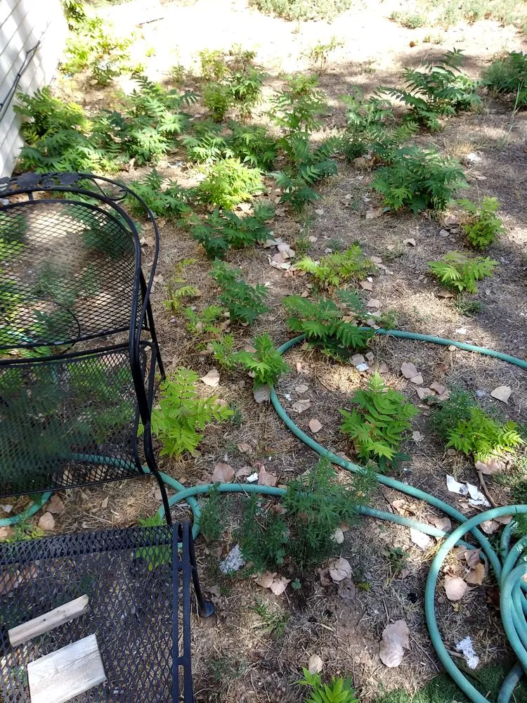 Top-rated yard cleanup service in Aurora, CO by DWD Services