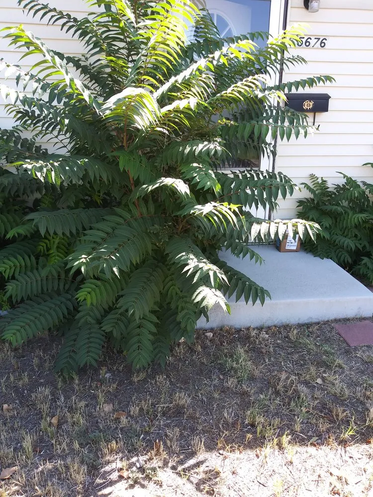 Top-rated yard cleanup service in Aurora, CO by DWD Services