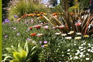 Affordable residential landscaping in Los Angeles, CA - Dwell by Design