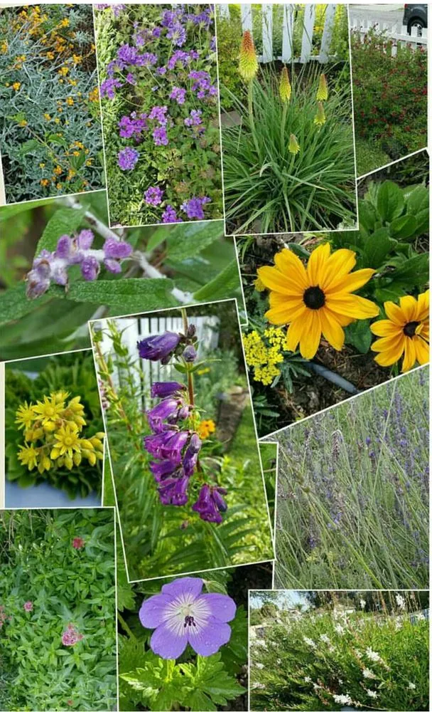 Affordable yard maintenance for year-round maintenance in Los Angeles, CA by Dwell by Design