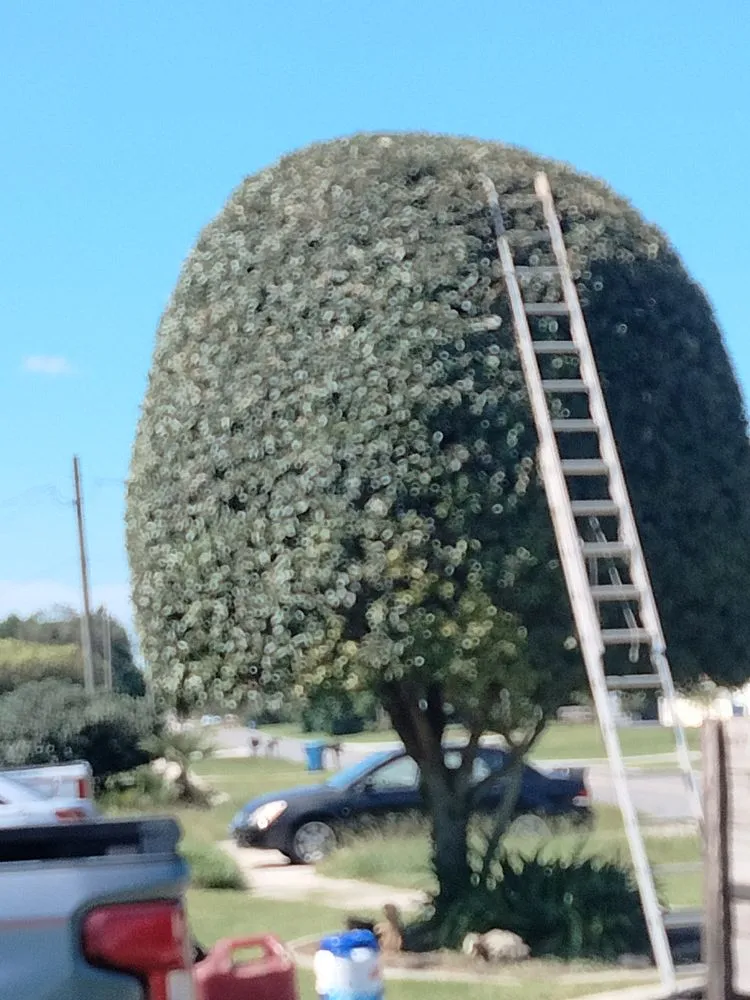 Custom landscape installation in Spring Hill, FL by Dwight's Landscaping