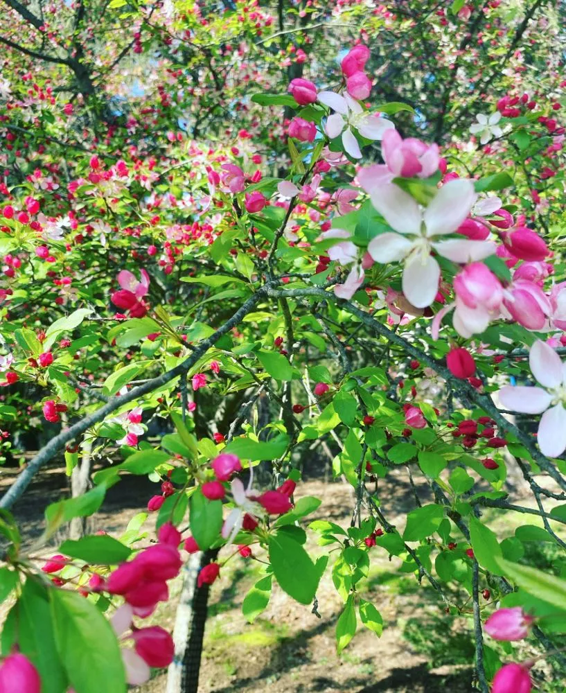 Custom landscape installation near you in Mendham, NJ by DWS Landscaping