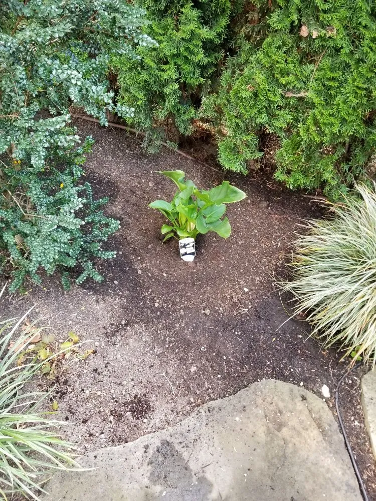 Expert landscaping services experts serving Seattle, WA - DX Landscaping and Hauling Services