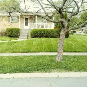 Dxi Landscaping Logo