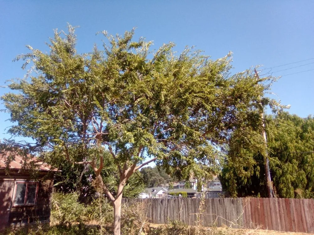 Reliable lawn mowing service in Lompoc, CA by D&Y Landscape Out Door Constrution