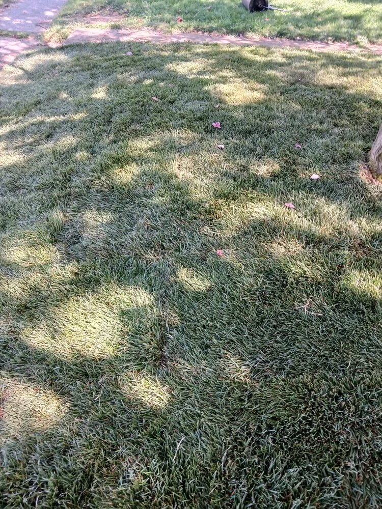 Professional lawn care service in Lafayette, IN by Dyer Does It