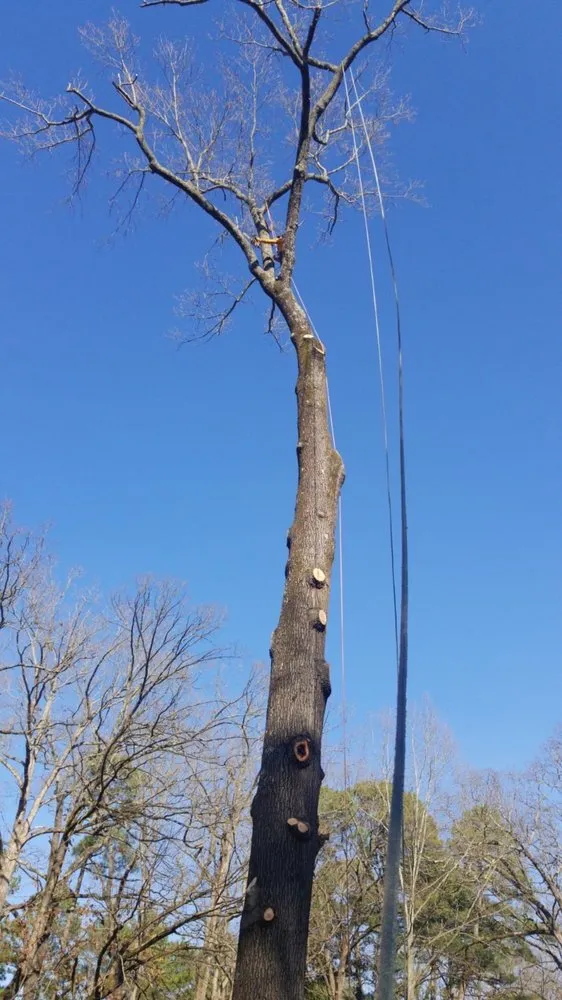 Top-rated lawn care service in Little Rock, AR - Dylan Tree Services