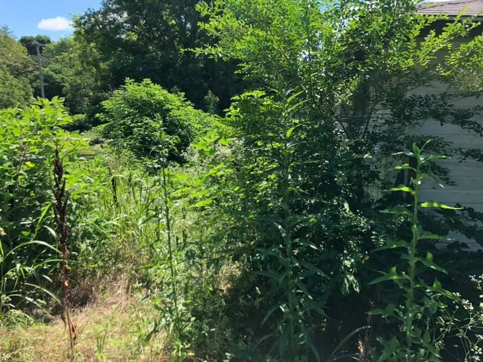 Custom landscape installation in Little Rock, AR by Dylan Tree Services