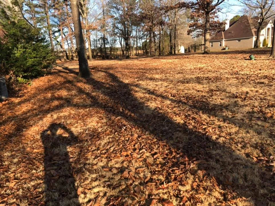 Trusted yard maintenance in Little Rock, AR by Dylan Tree Services