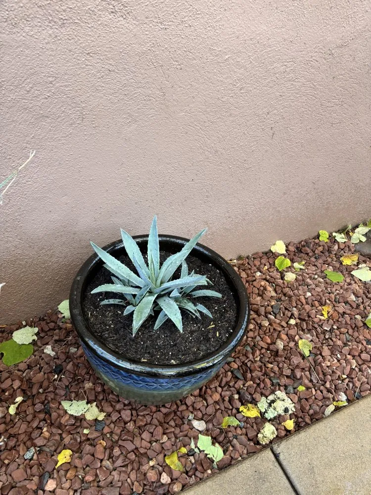 Reliable residential landscaping for beautiful yards in Sedona, AZ by Dyland’s Landscaping