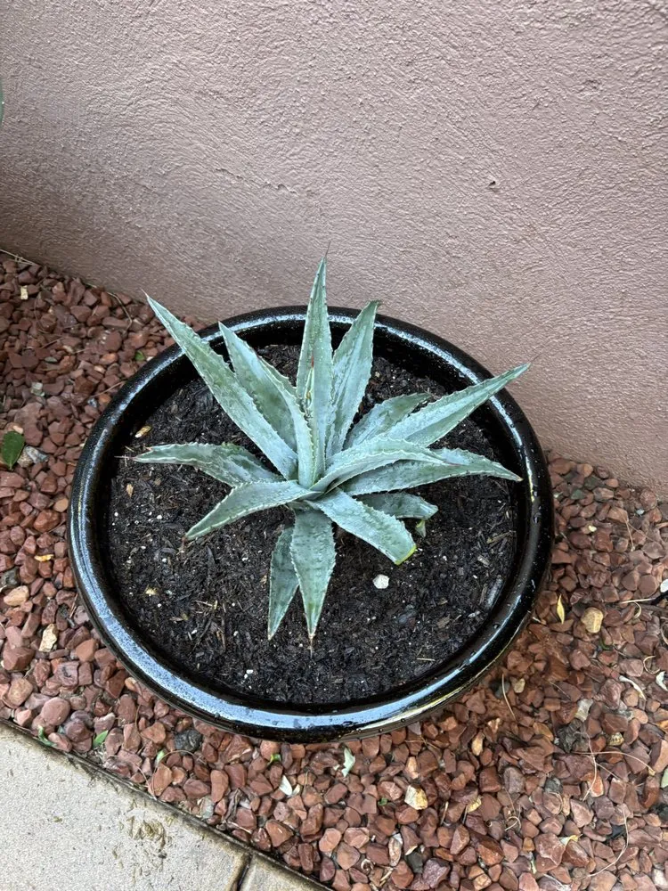 Affordable garden landscaping for residential properties across Sedona, AZ - Dyland’s Landscaping