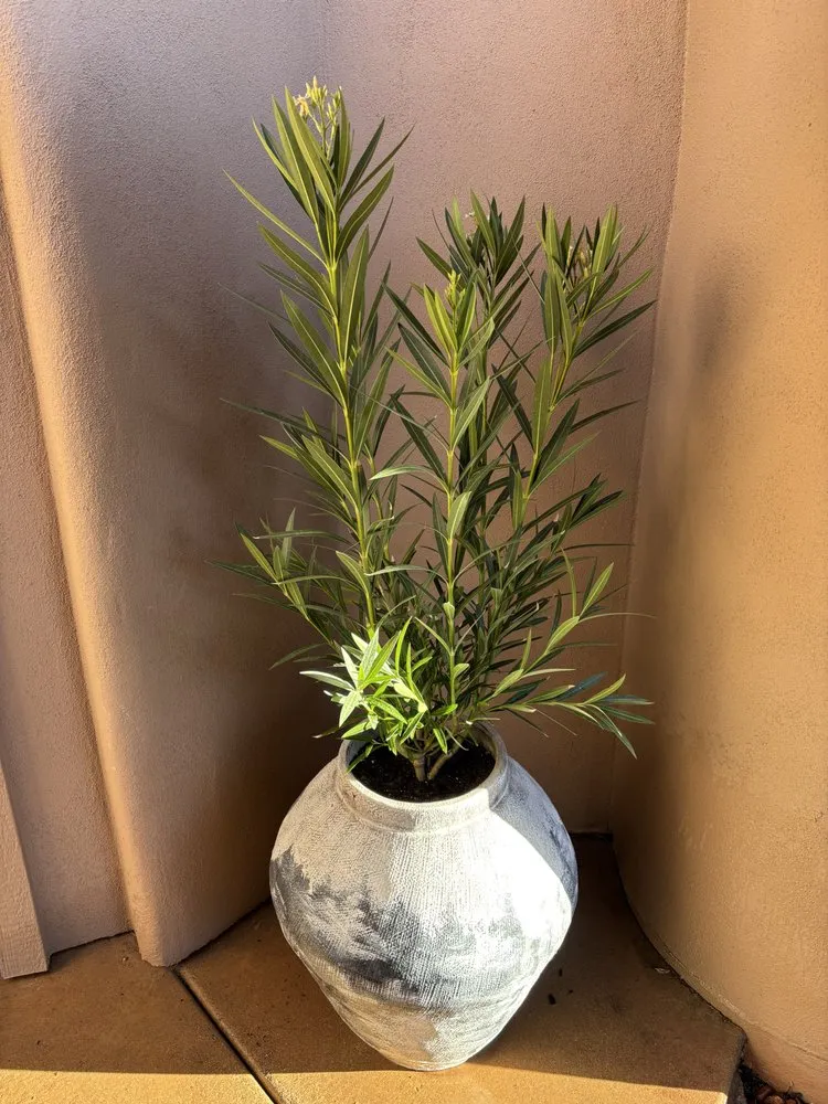 Top-rated lawn mowing service for outdoor upgrades across Sedona, AZ - Dyland’s Landscaping