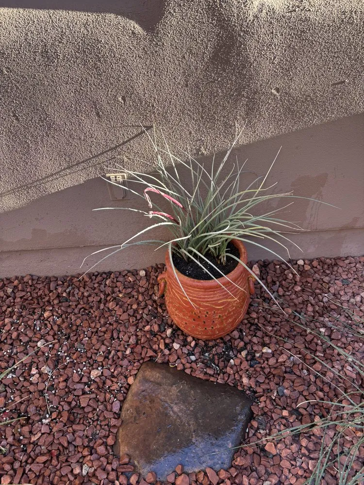 Affordable lawn care service for homes in Sedona, AZ by Dyland’s Landscaping