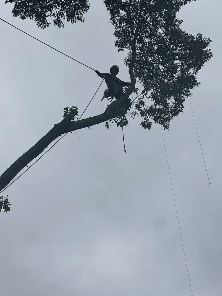 Top-rated yard cleanup service in Austell, GA by Dylan's Tree Services & Landscaping