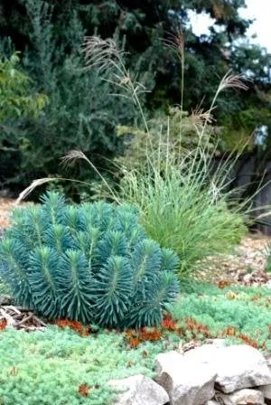 Professional yard cleanup service for homes in Castro Valley, CA by Dynamic Designs