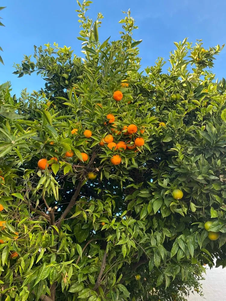 Reliable landscape design for homes across Castro Valley, CA - Dynamic Designs