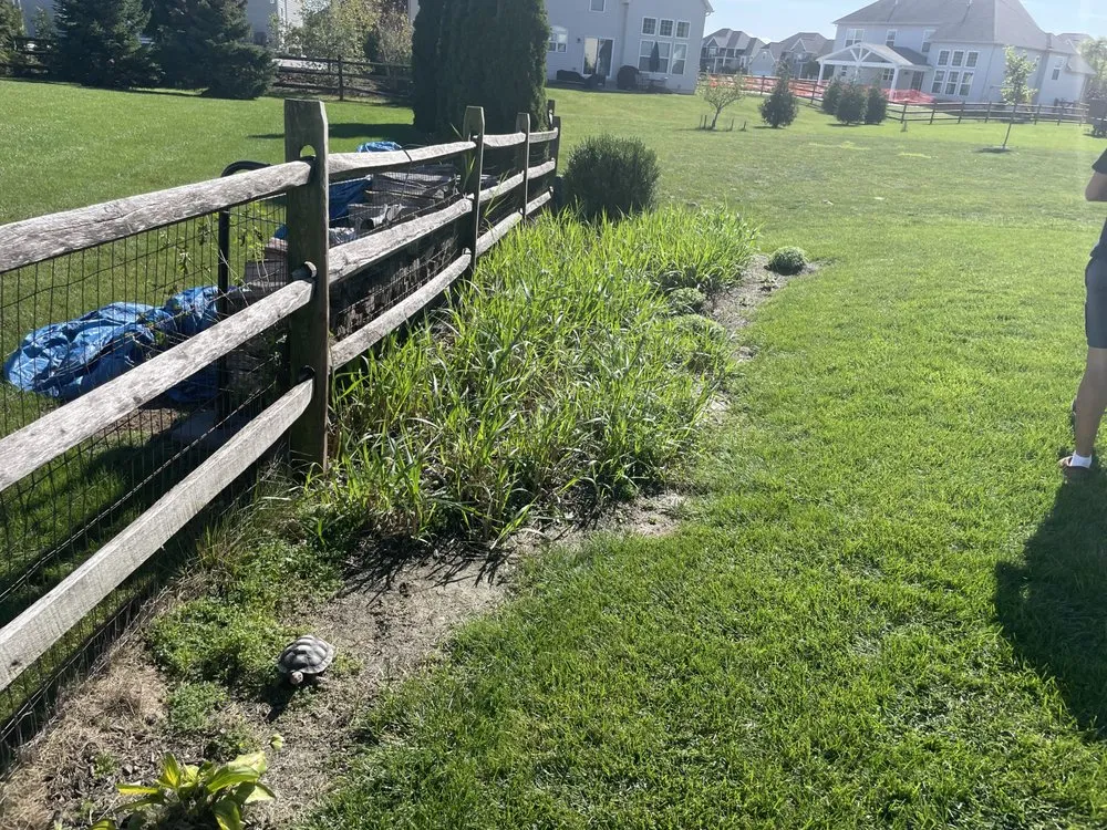 Expert yard cleanup service experts serving Sylvania, OH - Dynamic Duo Detailers