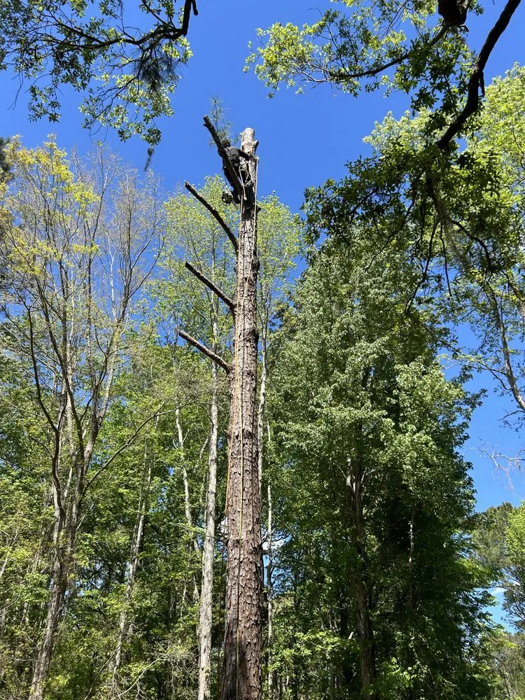 Expert yard maintenance in Cottageville, SC - Dynamic Duo Land and Tree Service