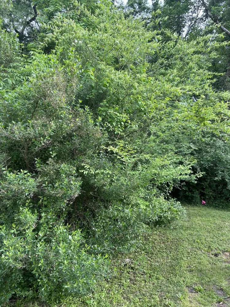 Local outdoor landscaping for year-round maintenance across Cottageville, SC - Dynamic Duo Land and Tree Service