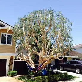 Local yard maintenance for beautiful yards across Cypress, CA - Dynamic Land and Tree Care