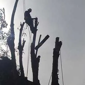 Top-rated landscaping services in Cypress, CA - Dynamic Land and Tree Care