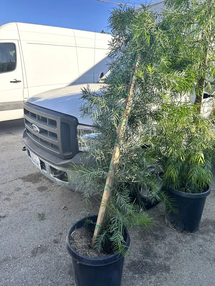 Expert yard maintenance experts serving Long Beach, CA - Dynamic Landscape