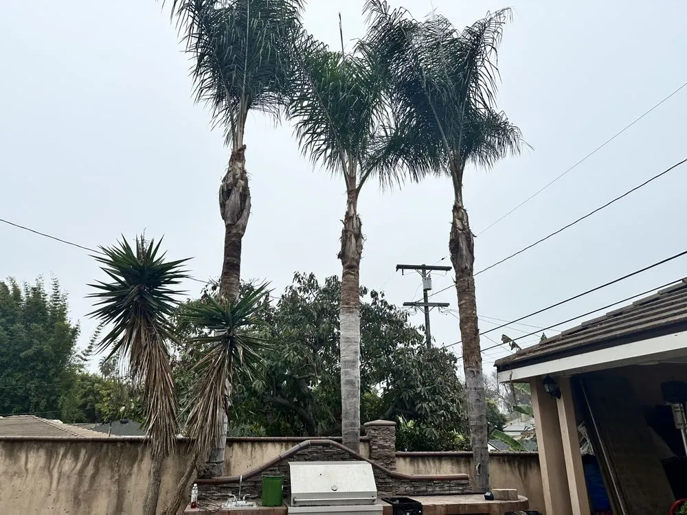 Expert yard maintenance for residential properties in Long Beach, CA by Dynamic Landscape