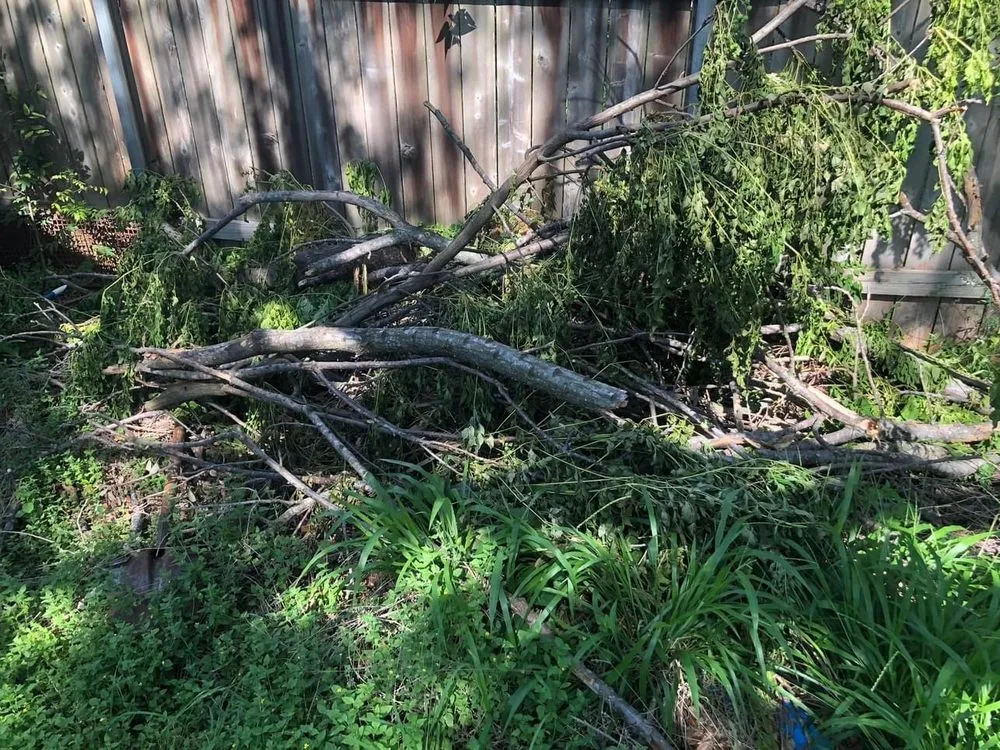 Affordable yard maintenance experts serving San Antonio, TX - Dynamic Landscaping and Junk Hauling