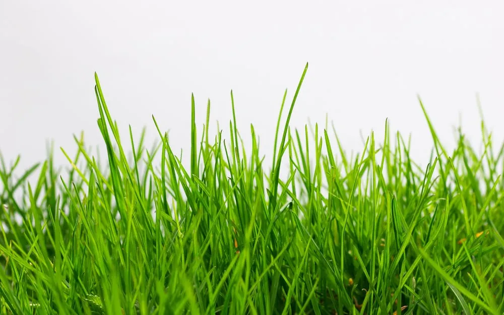 Expert lawn mowing service for beautiful yards in Westland, MI by Dynamic Lawn Service