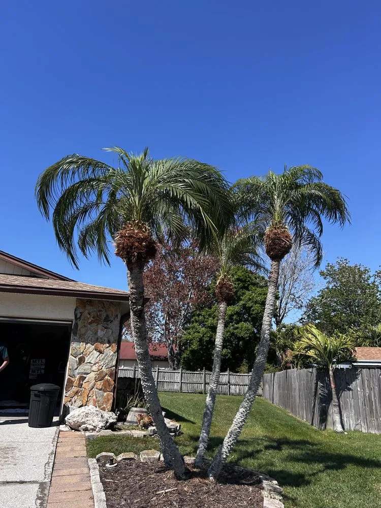 Top-rated landscaping services experts serving Redington Shores, FL - Dynamic Trees