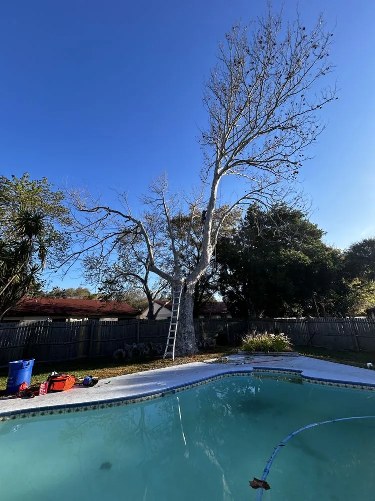 Professional yard maintenance with custom design across Redington Shores, FL - Dynamic Trees