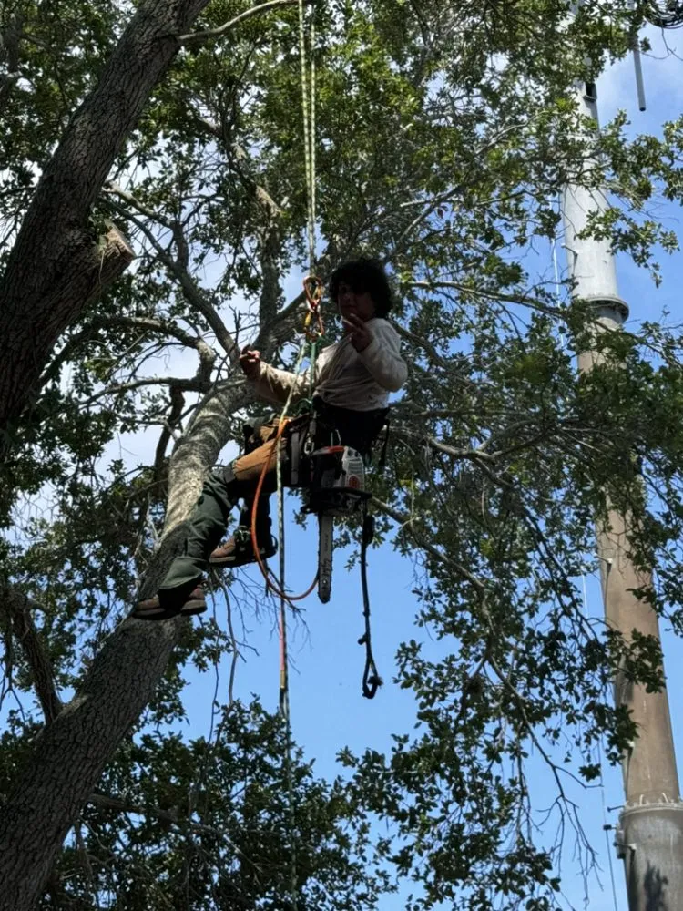 Expert garden landscaping for homes in Redington Shores, FL by Dynamic Trees