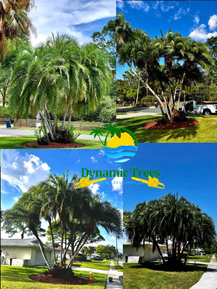 Trusted yard cleanup service experts serving Redington Shores, FL - Dynamic Trees
